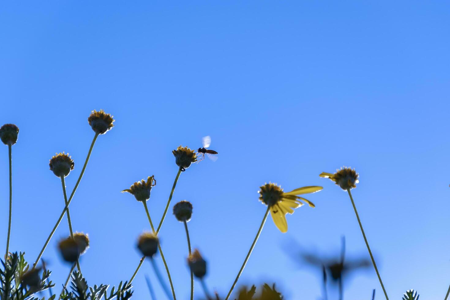 poco selvaggio ape provando per terra su il giallo fiore durante un' soleggiato giorno. foto
