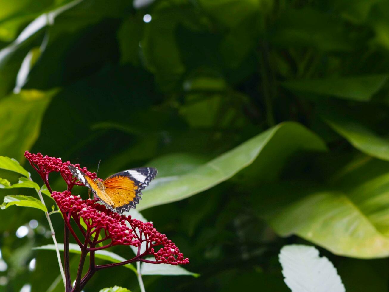 rosso lacewing farfalla su leia rubra rosso fiori fioritura nel il parco, il atmosfera è fresco. foto