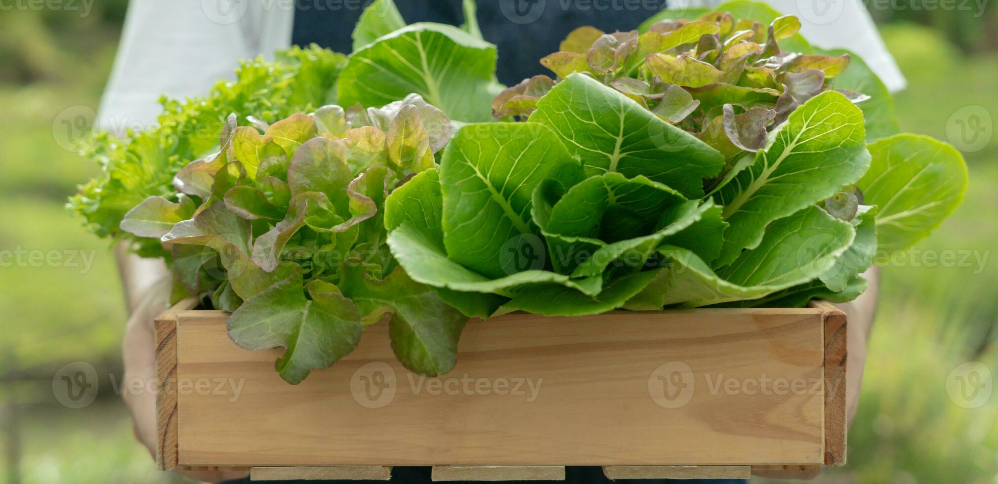 biologico agricoltura, insalata azienda agricola. agricoltori raccogliere insalata verdure in di legno scatole nel piovoso. idroponica verdura crescere naturalmente. serra giardino, ecologico biologico, sano, vegetariano, ecologia foto