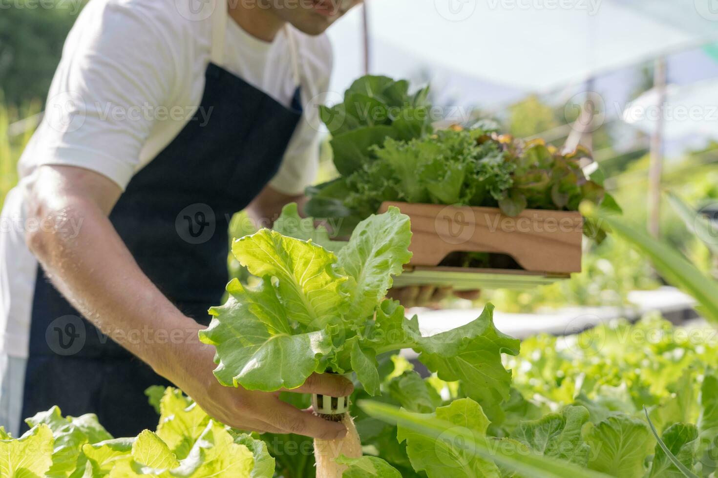 biologico agricoltura, insalata azienda agricola. agricoltori raccogliere insalata verdure in di legno scatole nel piovoso. idroponica verdura crescere naturalmente. serra giardino, ecologico biologico, sano, vegetariano, ecologia foto