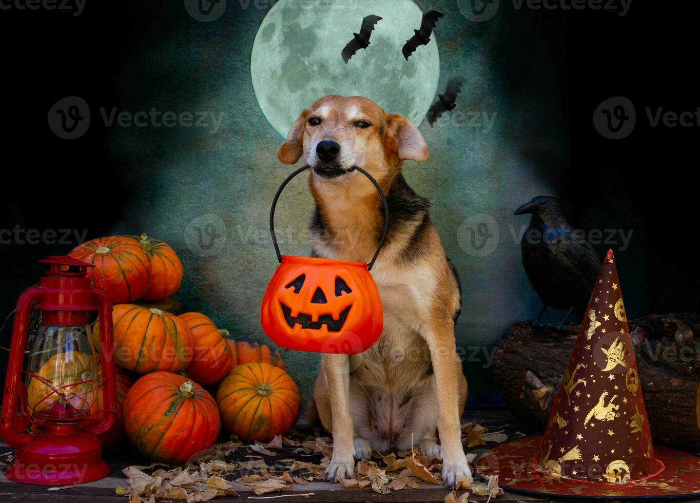 cane accattonaggio per caramella su Halloween foto