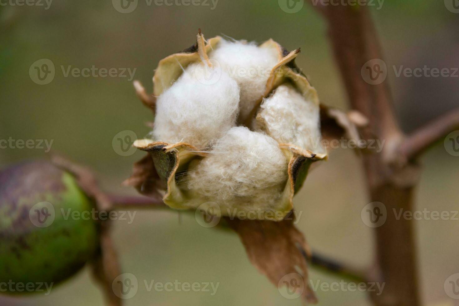 maturo cotone frutta su il pianta foto