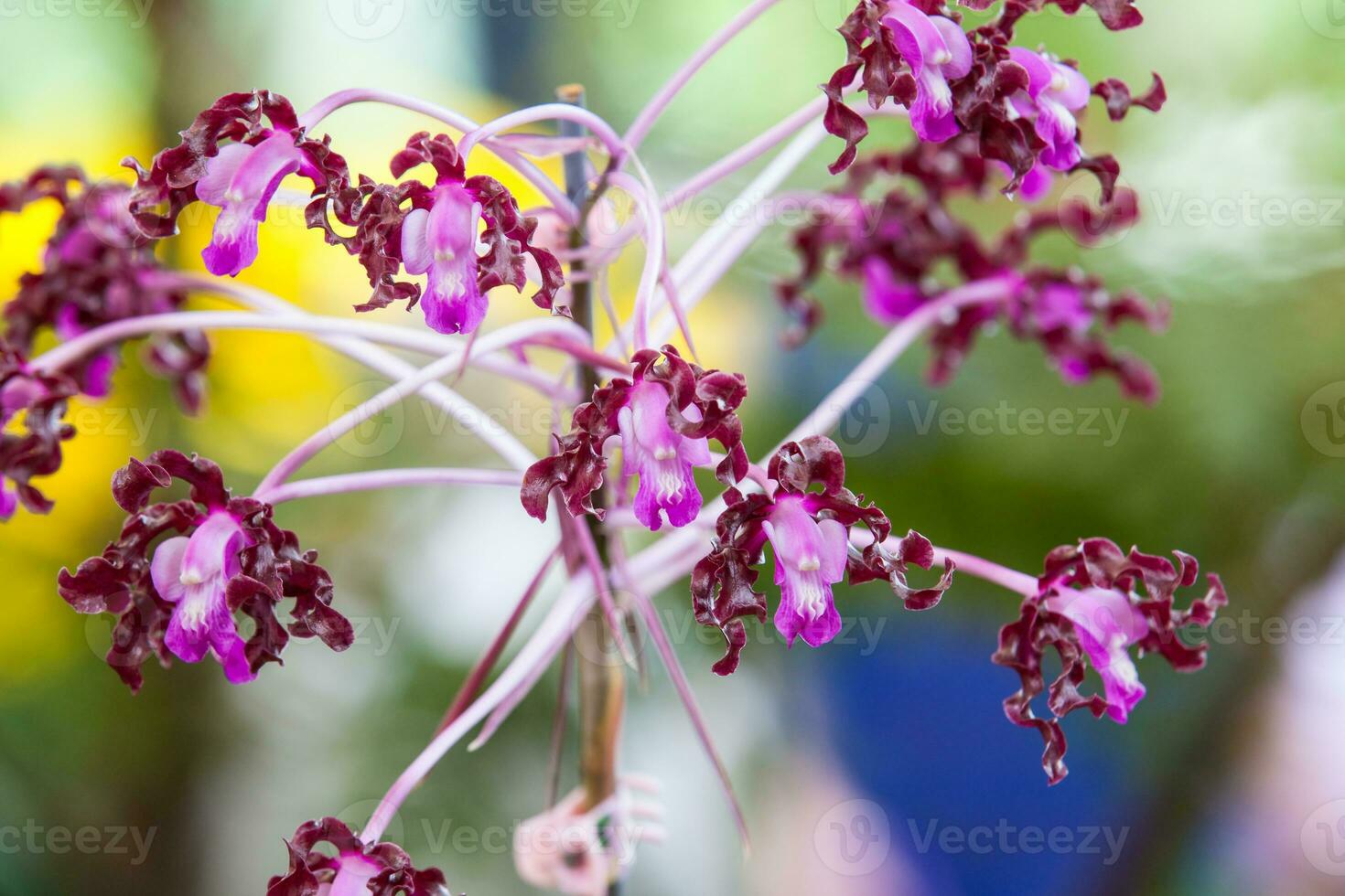 avvicinamento di uno di il bellissimo colombiano orchidee. il fiori Festival a partire dal medelln nel Colombia foto