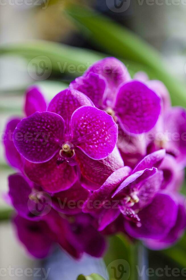 avvicinamento di uno di il bellissimo colombiano orchidee. il fiori Festival a partire dal medelln nel Colombia foto