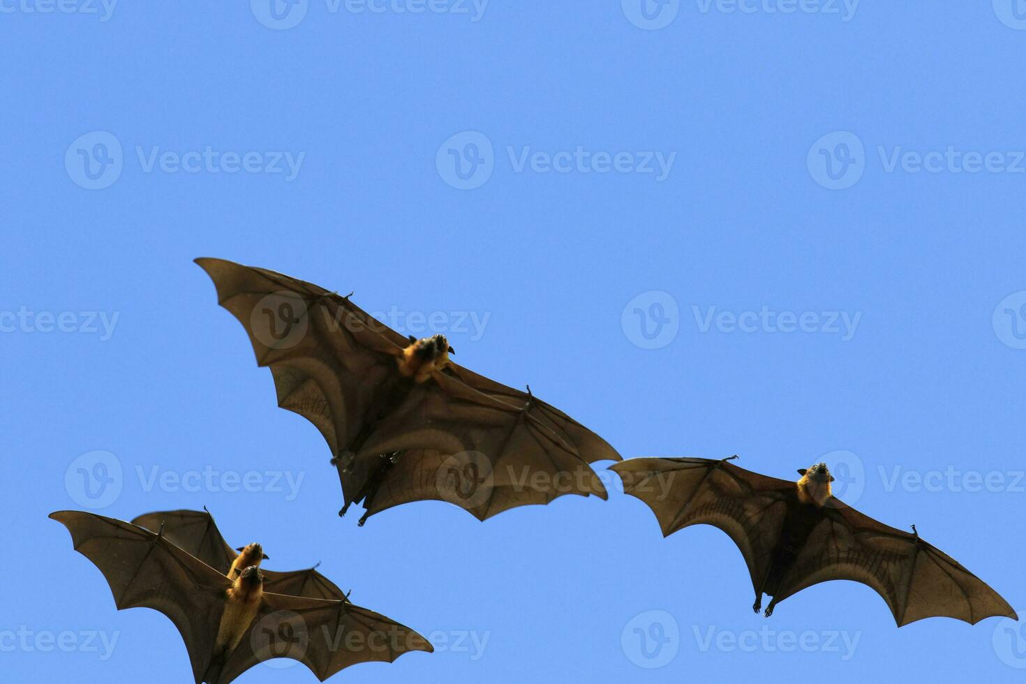 gruppo di volante Volpe volante contro chiaro blu cielo foto