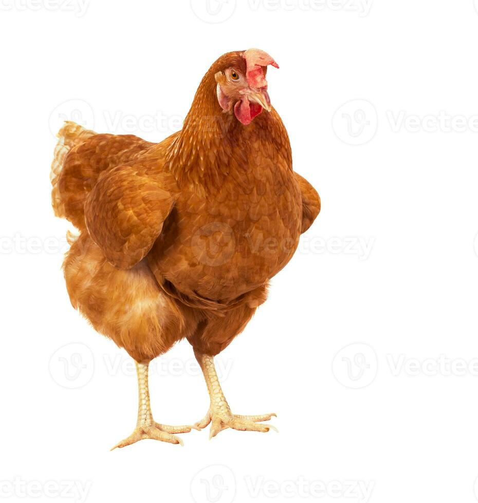 pieno corpo di Marrone pollo gallina in piedi isolato bianca sfondo uso per azienda agricola animali e bestiame tema foto