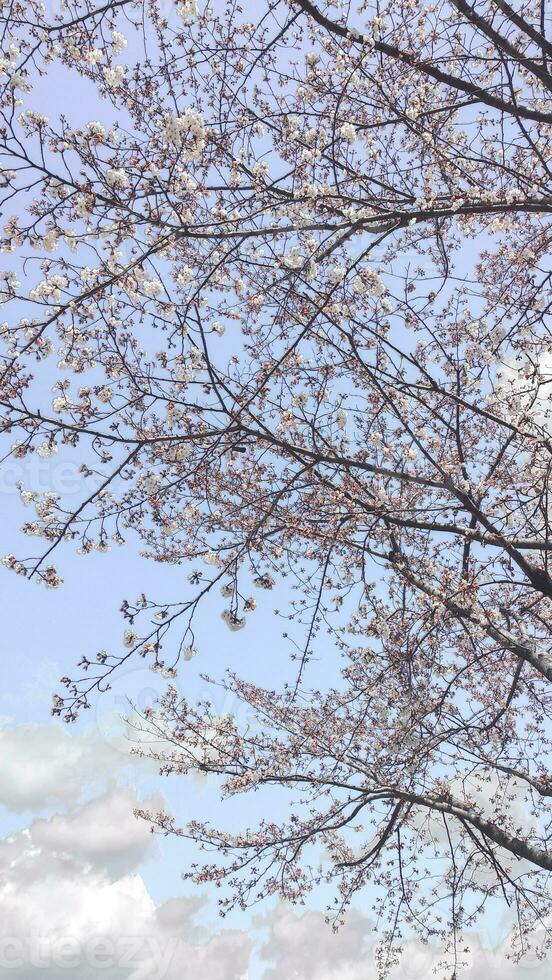 bellissimo rosa sakura ciliegia fiorire fiori fioritura nel il giardino nel primavera foto