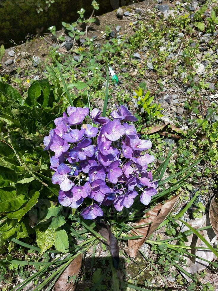 fiore nel il giardino su soleggiato giorno. selettivo messa a fuoco. botanico tiro foto