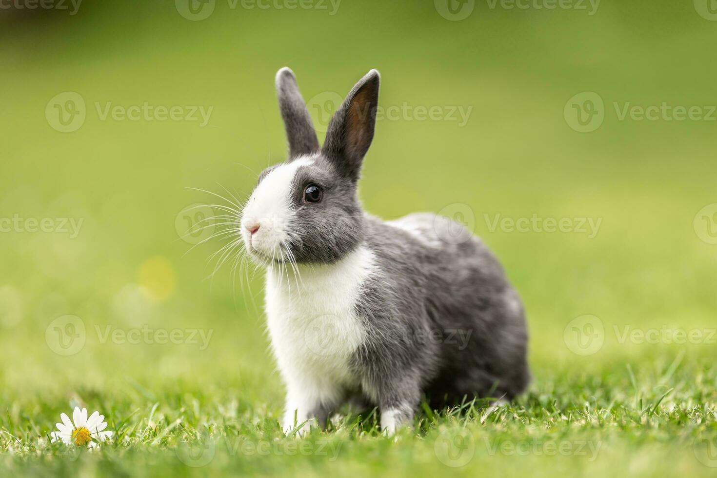 curioso bestiame coniglio seduta nel il erba nel il giardino foto