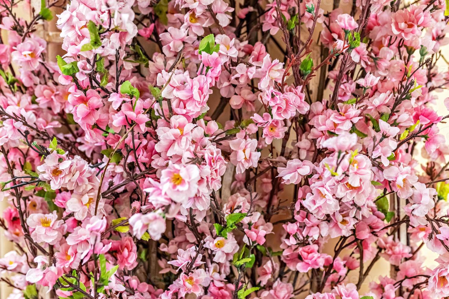 rami con fiori di sakura rosa su sfondo sfocato foto