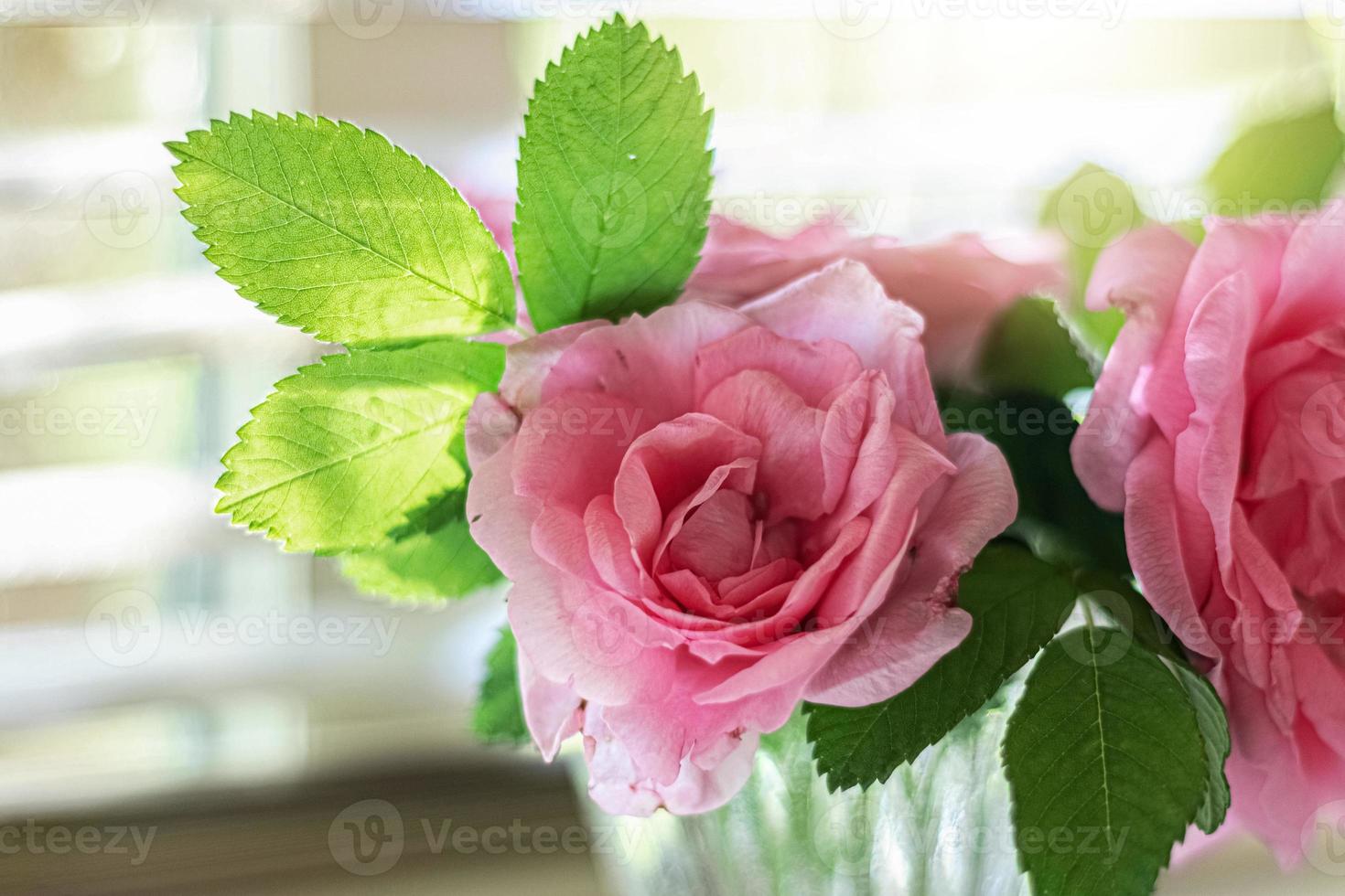 grandi fiori rosa di rosa canina in un vaso di vetro vicino alla finestra foto