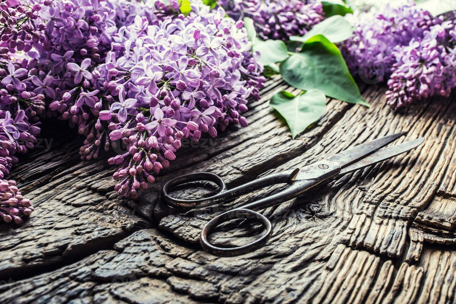 mazzo di viola lilla e antico forbici su vecchio di legno tavolo foto