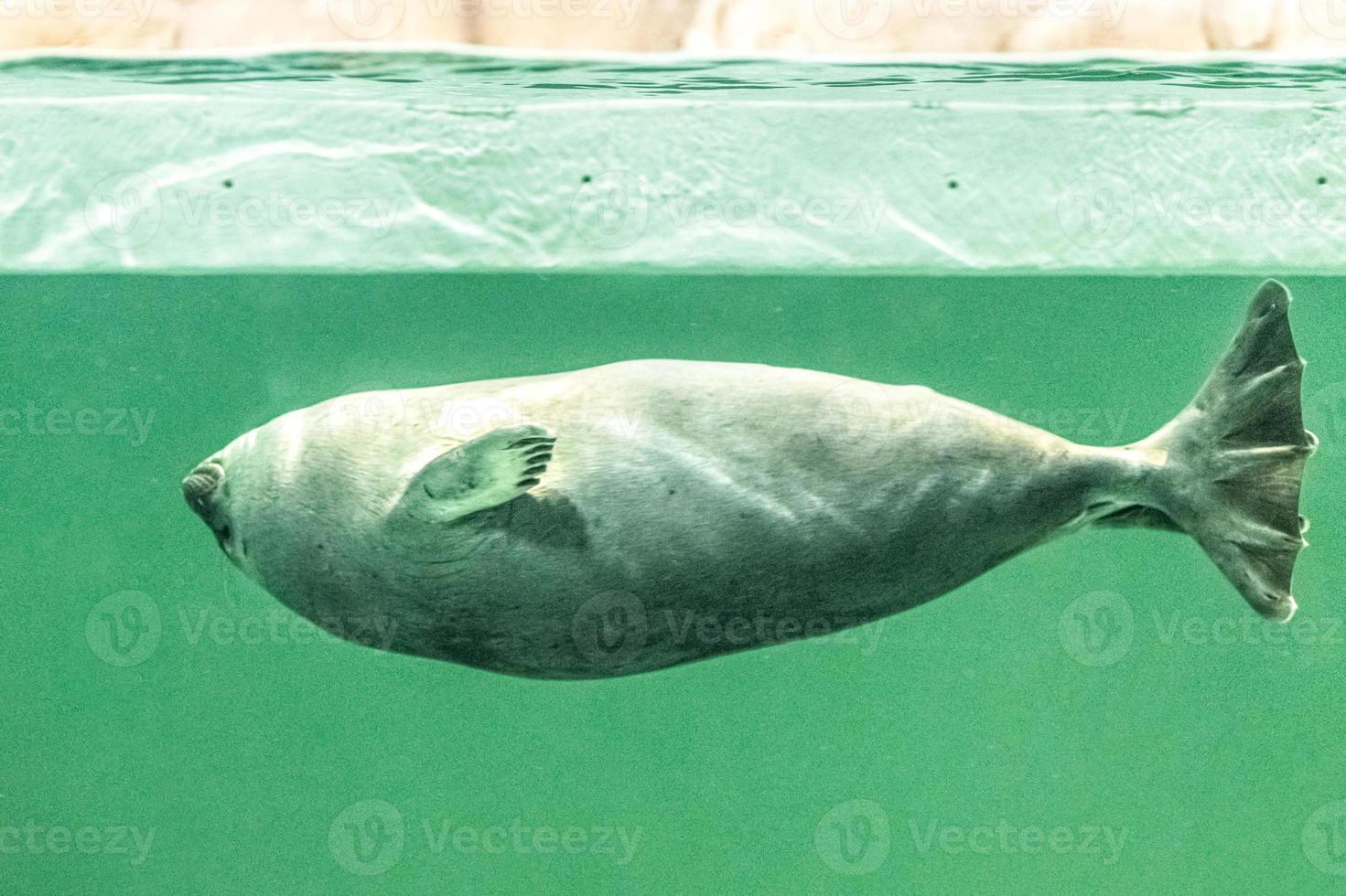 la foca baikal nuota sott'acqua foto