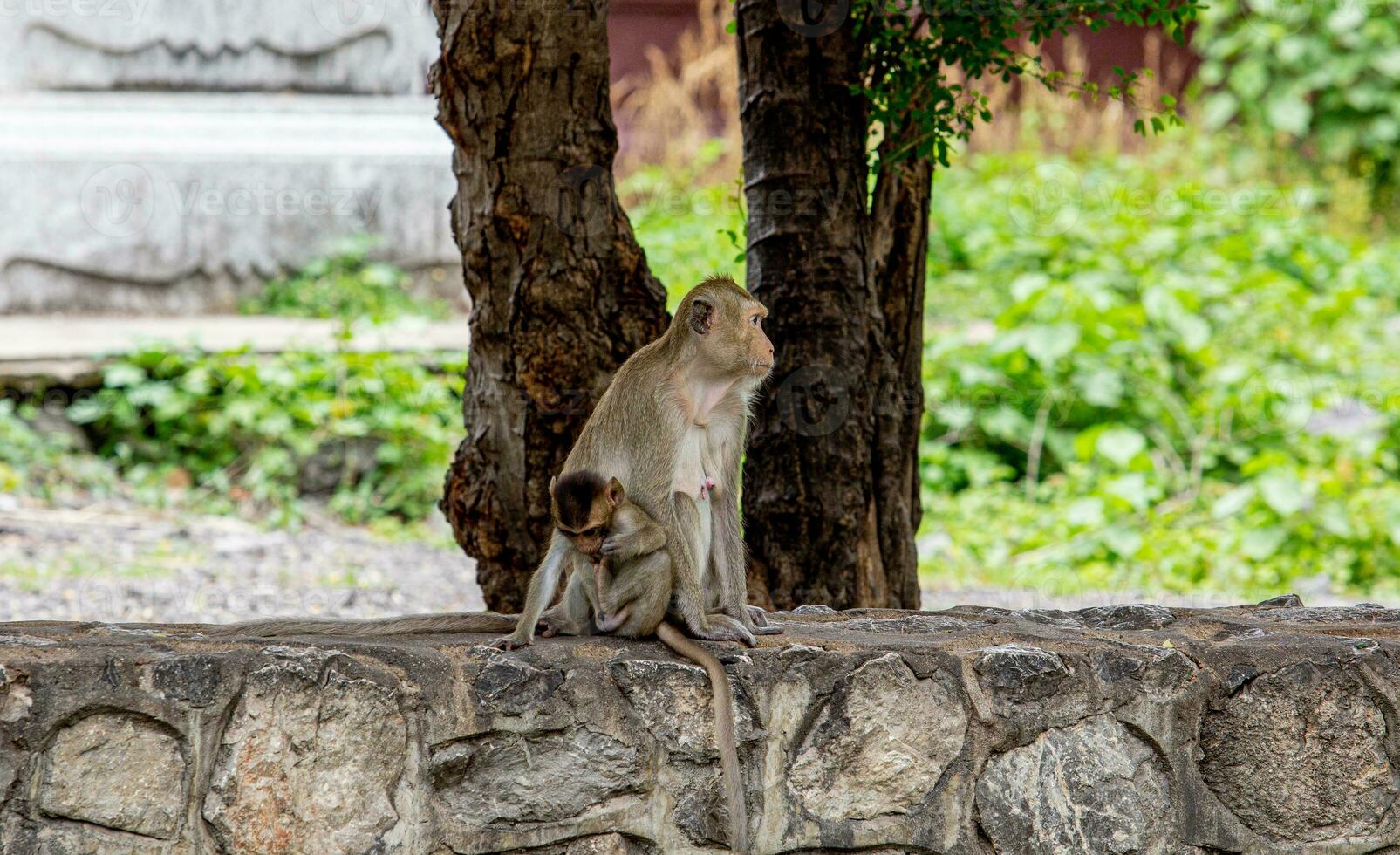 macaco scimmia ritratto , quale nome è lungo coda, mangiatore di granchi o cynomolgus macaco scimmia su strada foto