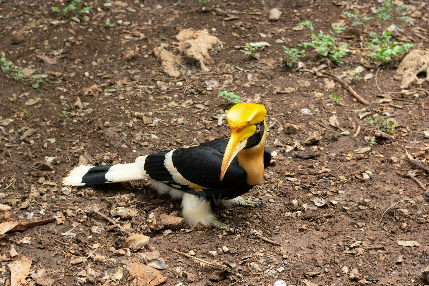 bucero avvicinamento sparo, nel il zoo, il occhi di il bucero foto