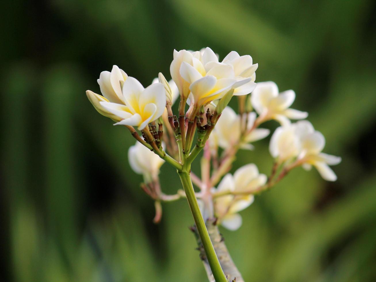 decorazione per giardini tropicali con fiori naturali foto