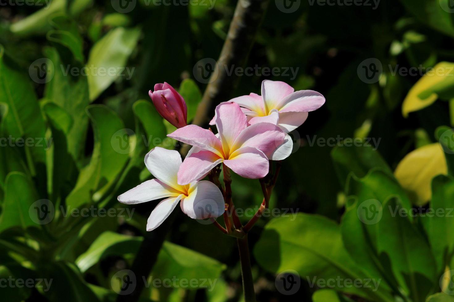 decorazione per giardini tropicali con fiori naturali foto