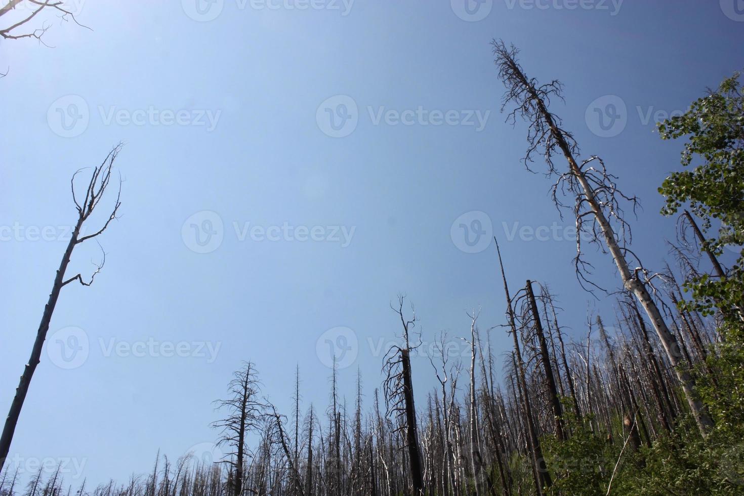 maestosa vista di alberi di alberi carbonizzati che bonificano la foresta nazionale di gila dopo un incendio foto