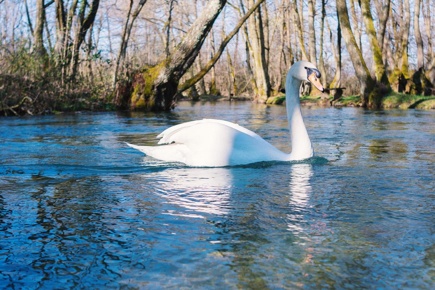 cigno bianco che nuota sul lago al parco foto