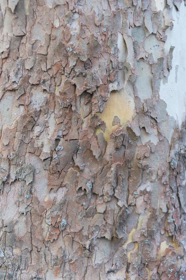 struttura dell'albero di legno del grunge foto