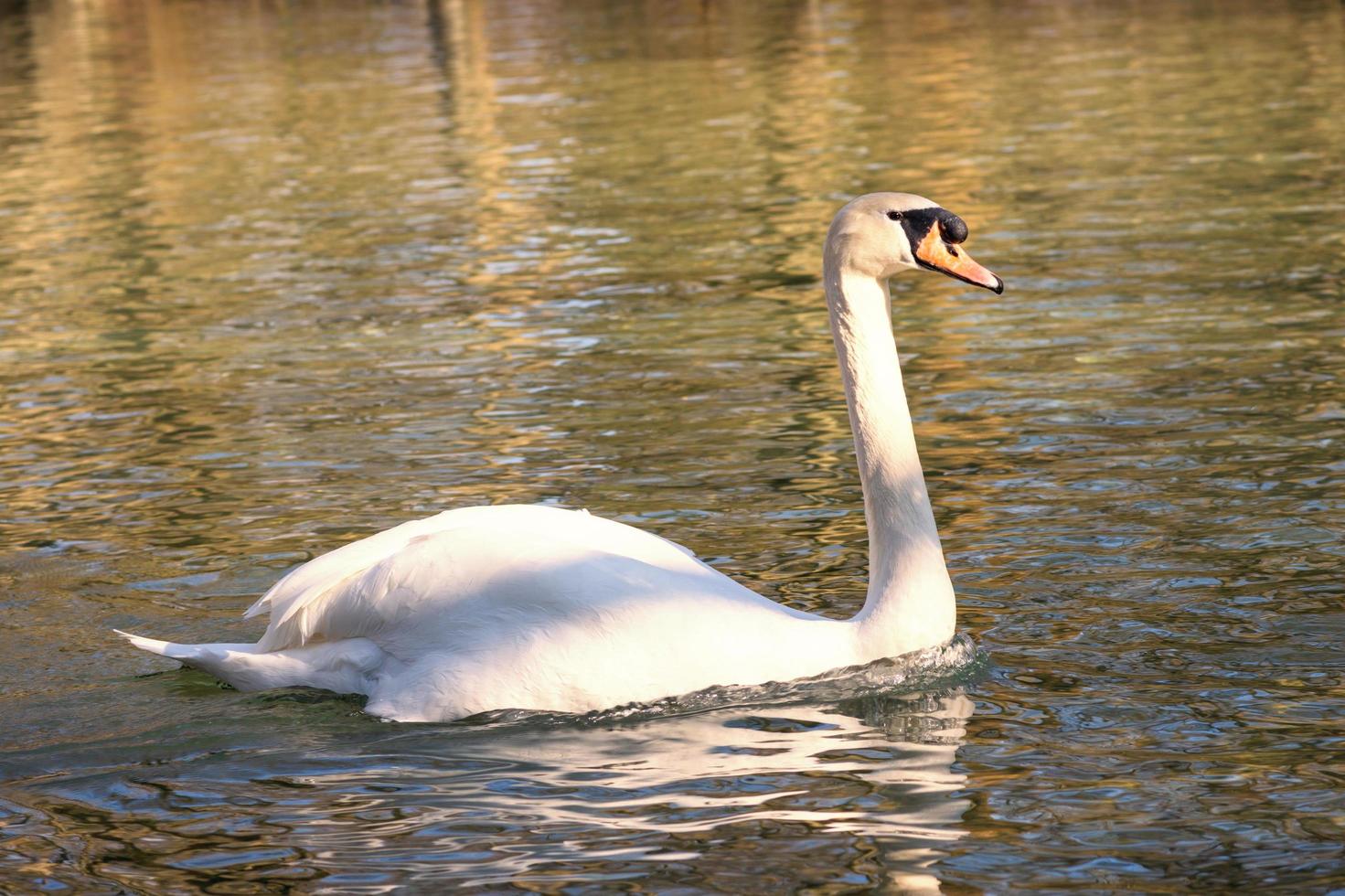 cigno bianco che nuota sul lago al parco foto