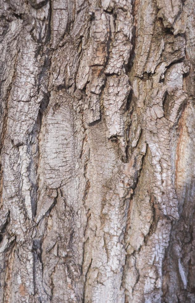 primo piano della trama di sfondo di una vecchia corteccia di quercia? foto