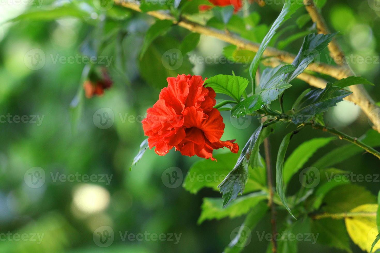 fiore di ibisco rosso in giardino foto