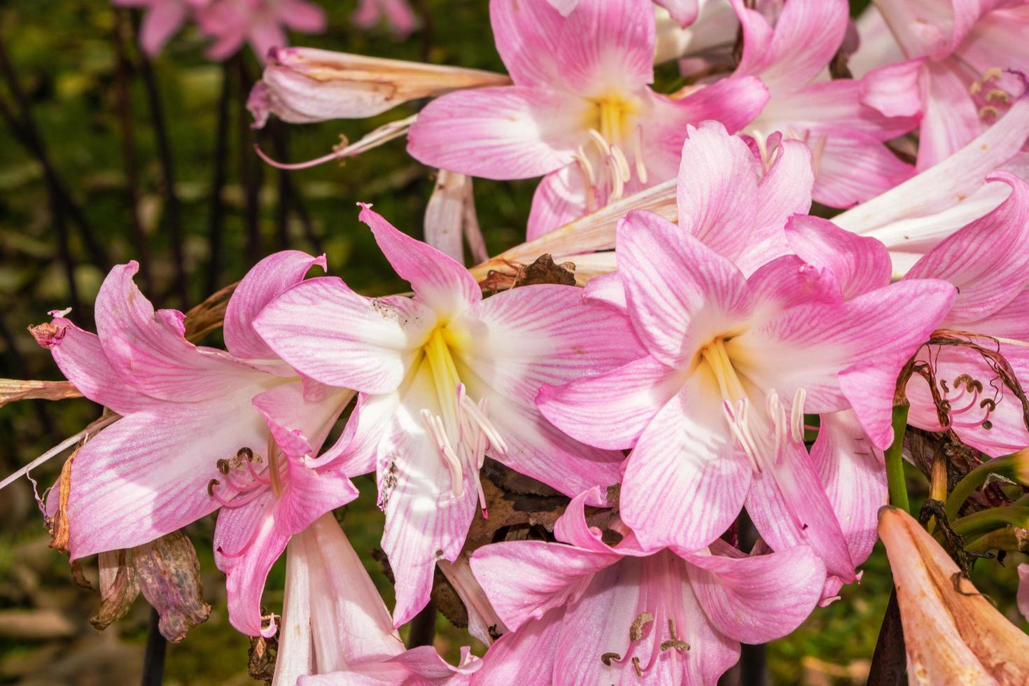 fiori rosa chiusi foto