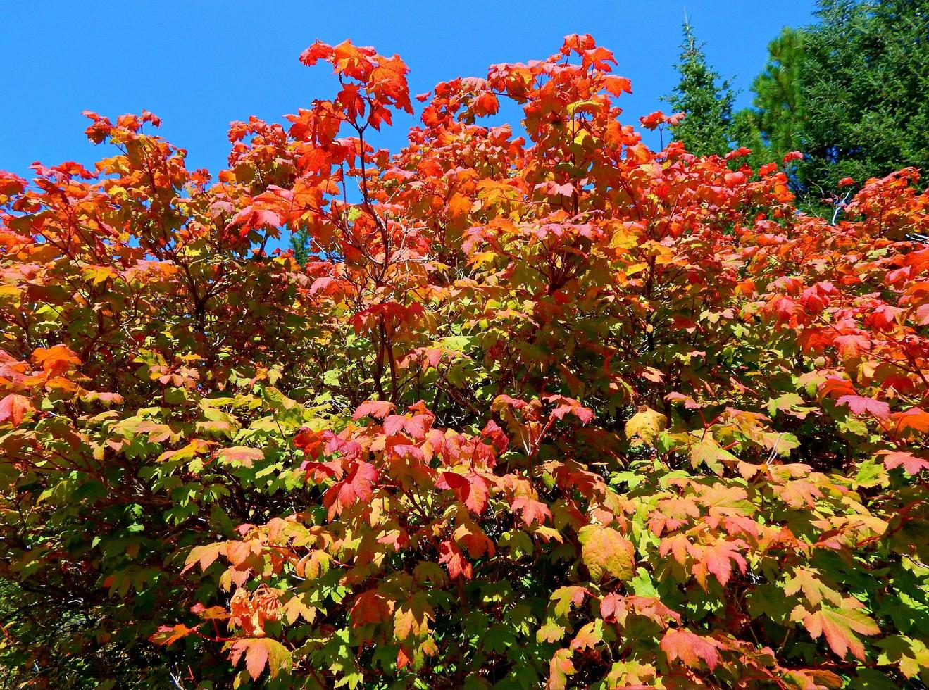 all'inizio dell'autunno alla riserva metolius vicino al campo sherman o foto