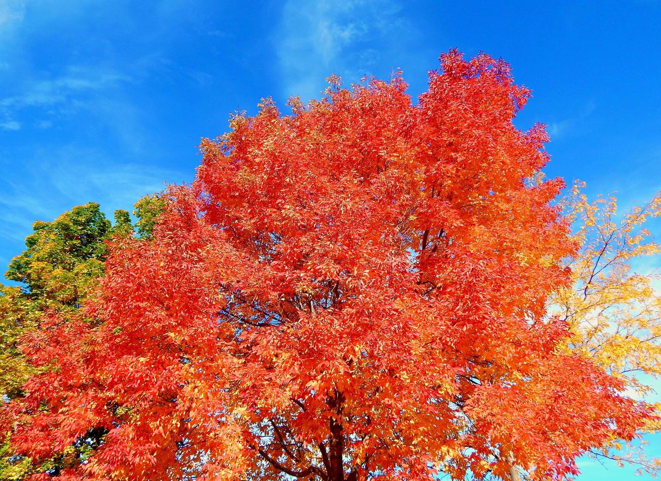 grande olmo rosso al parco di mele cotogne Redmond o foto