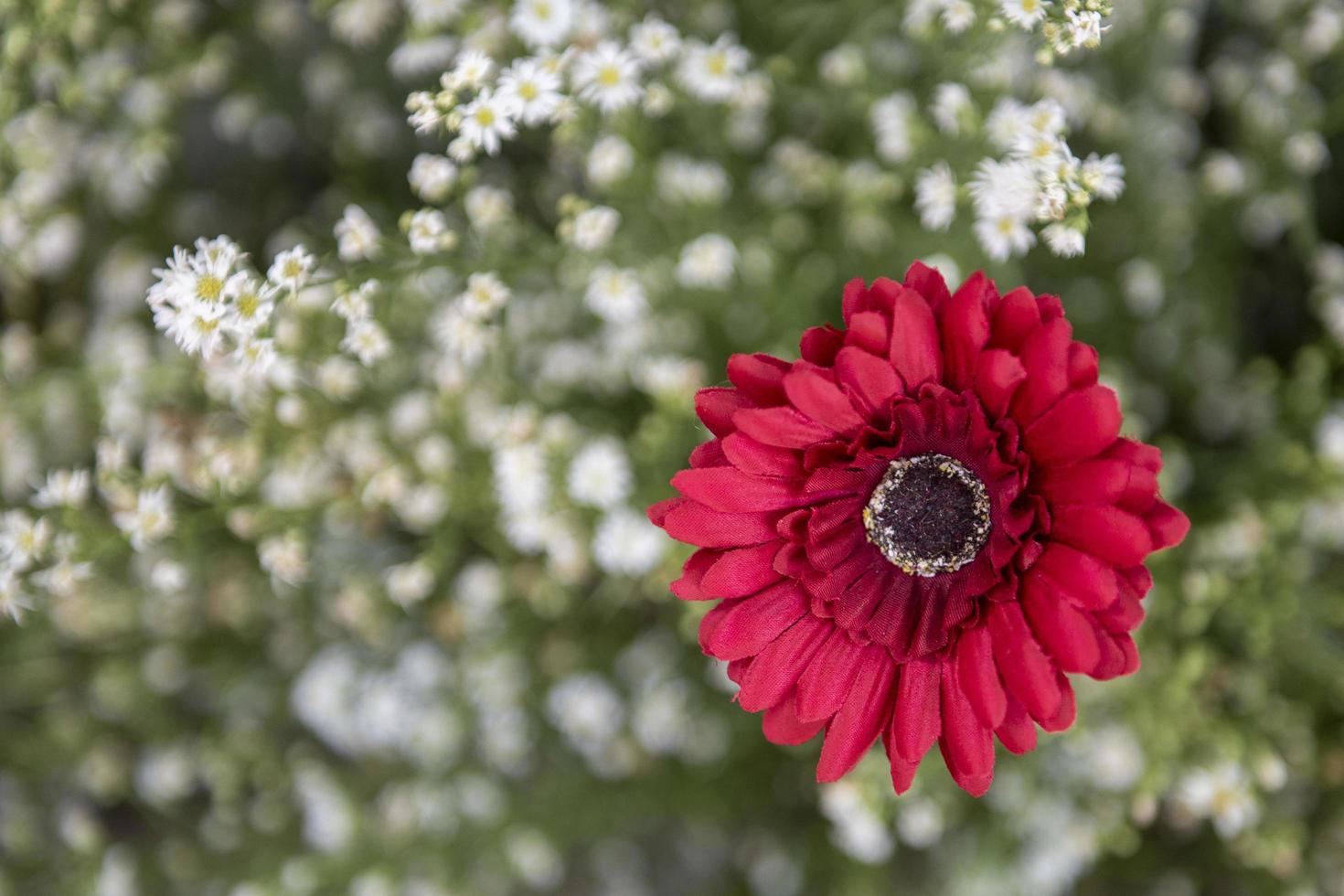 decorazione di nozze bianca e fiore di rosa foto