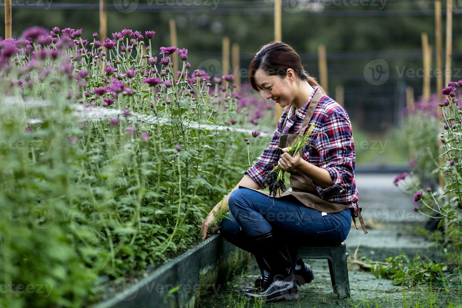 asiatico donna giardiniere è diserbo il fiore letto per tagliare fiore attività commerciale per morto intestazione, coltivazione e raccogliere stagione nel il viola crisantemo campo per agricoltura concetto foto