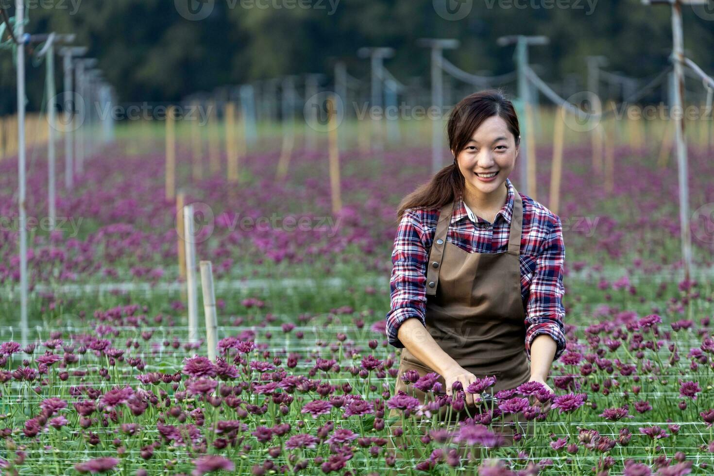 asiatico donna giardiniere è taglio viola crisantemo fiori utilizzando cesoie per tagliare fiore attività commerciale per morto intestazione, coltivazione e raccogliere stagione foto