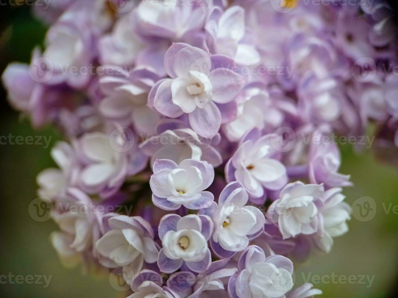 leggero lilla fioritura lilla fiori su un' ramo vicino su macro Visualizza foto