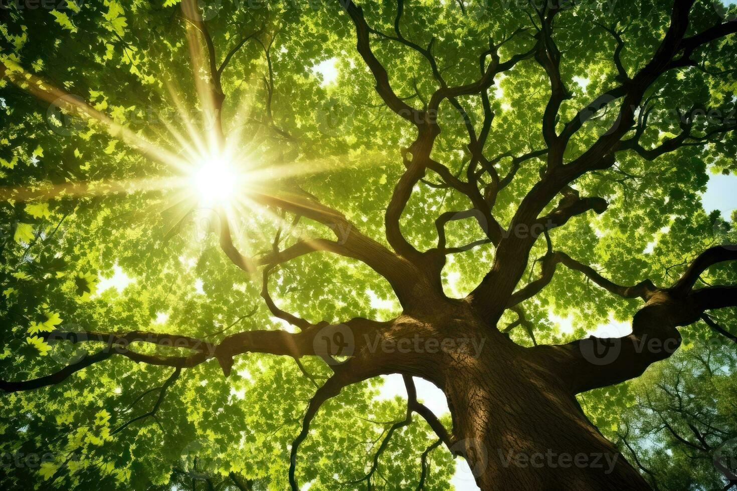 quercia albero con raggi di sole - ai generativo foto