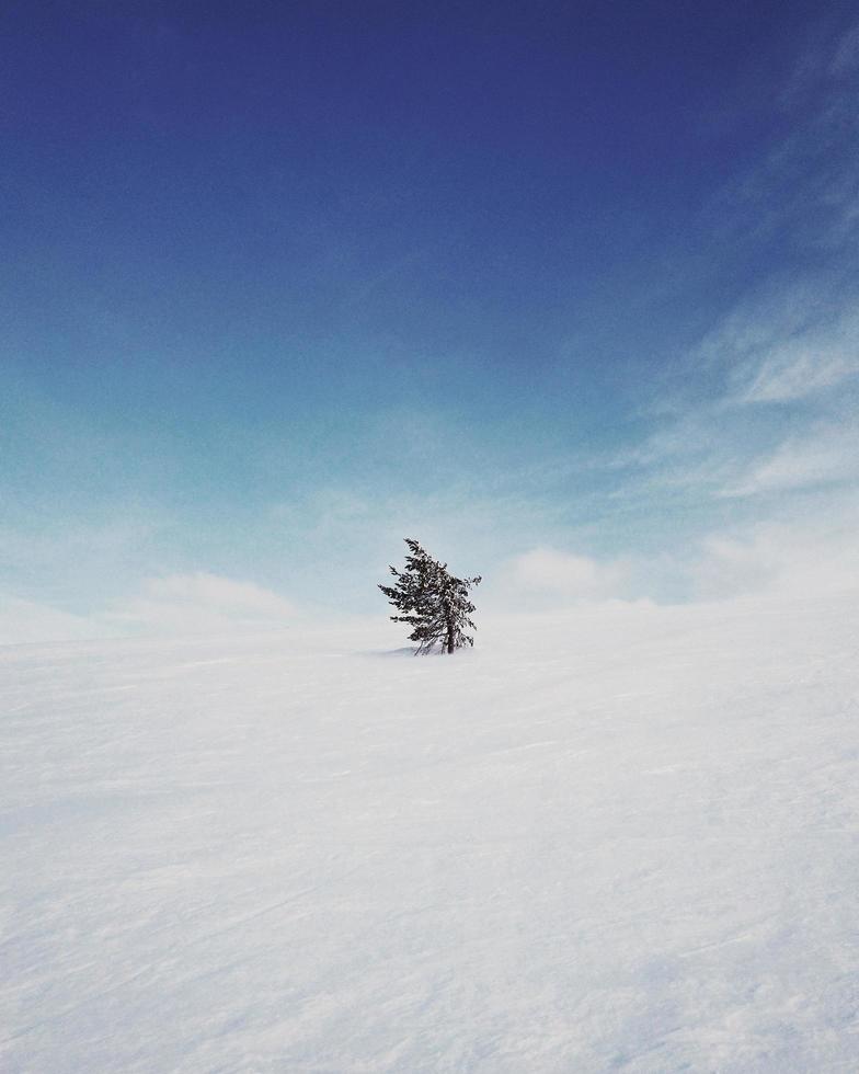 albero sul campo di neve durante il giorno foto