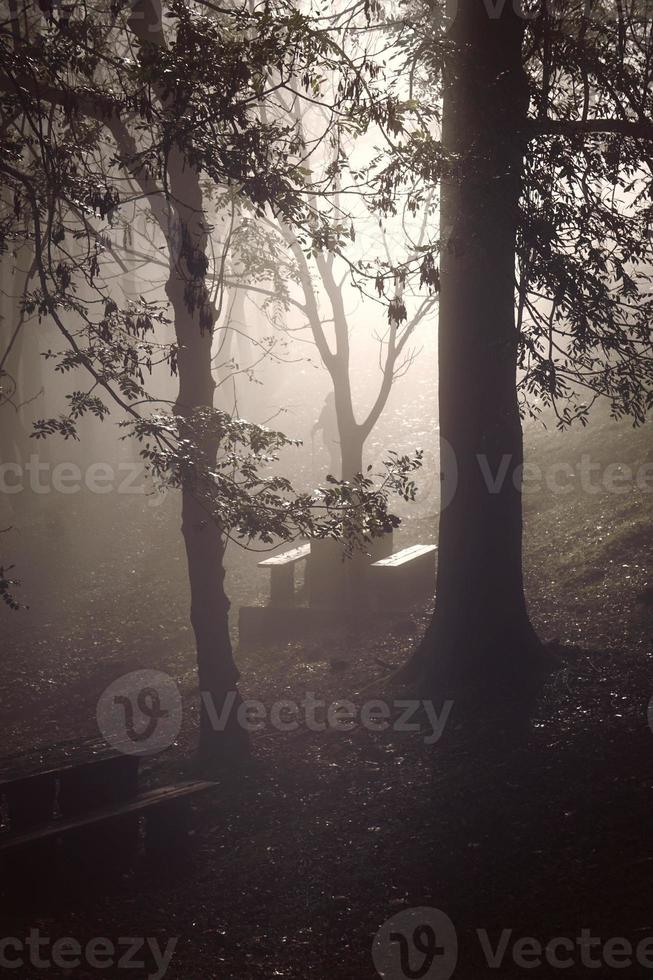 alberi della foresta nebbiosa foto