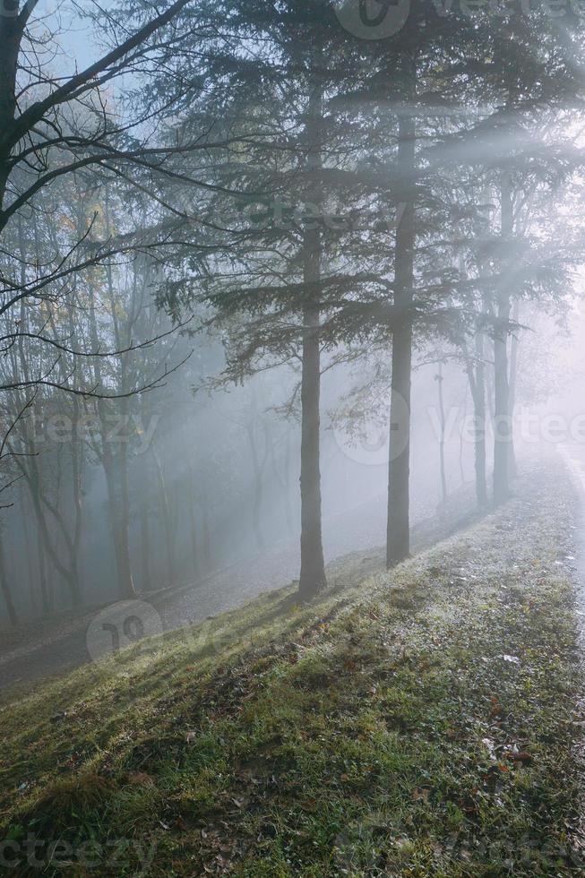 alberi in montagna nella stagione primaverile foto