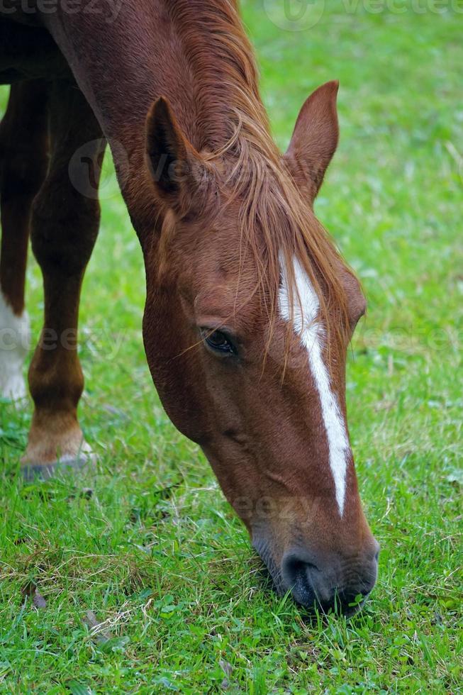 bellissimo ritratto di cavallo marrone nel prato foto