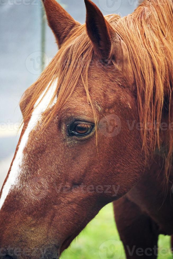 bellissimo ritratto di cavallo marrone nel prato foto