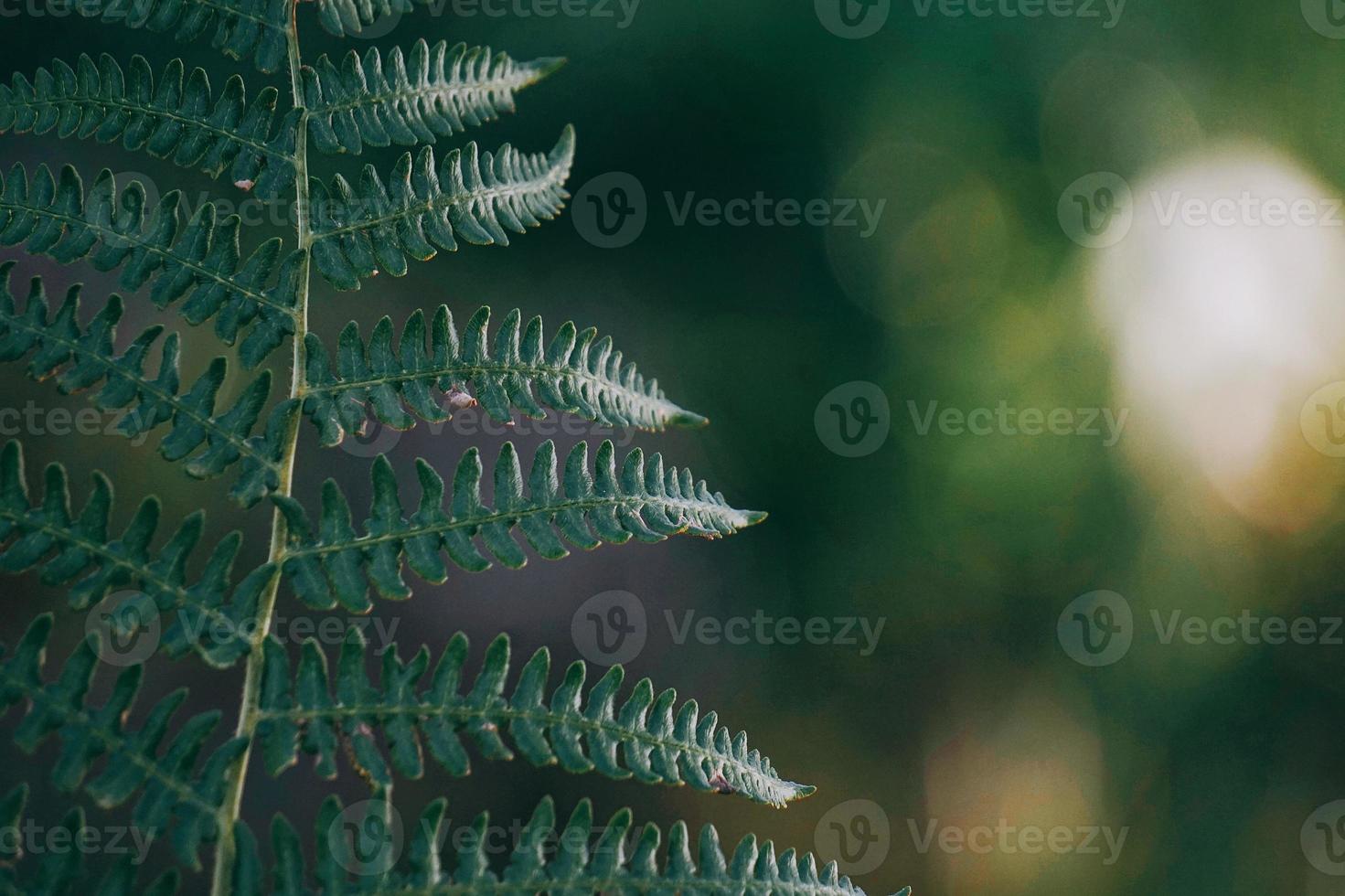 foglie di felce verde nella stagione primaverile foto