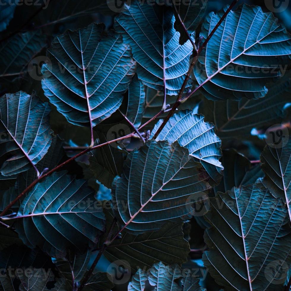 foglie di piante blu nella natura nella stagione primaverile foto