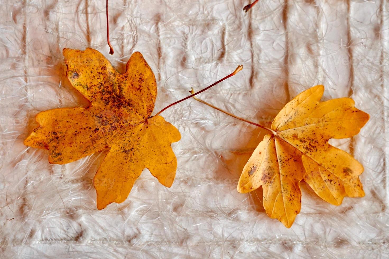 foglia di albero giallo nella stagione autunnale foto