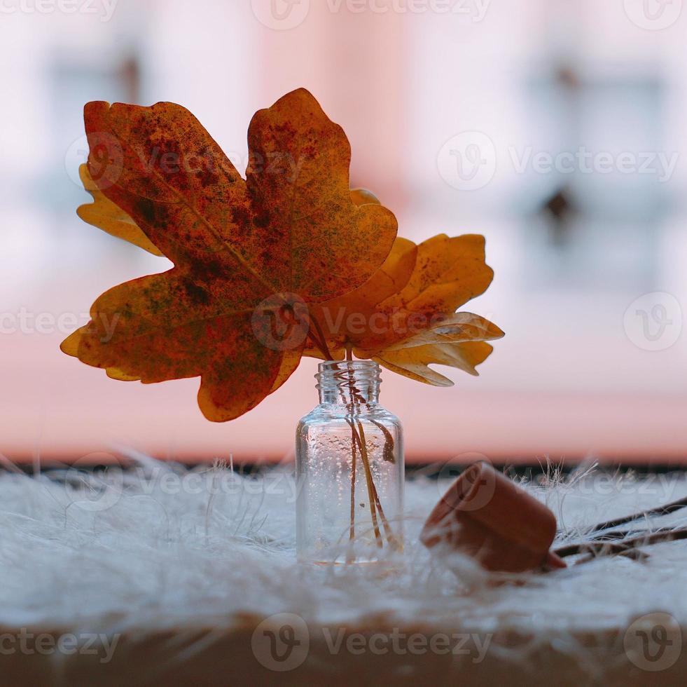 foglia di albero giallo nella stagione autunnale foto