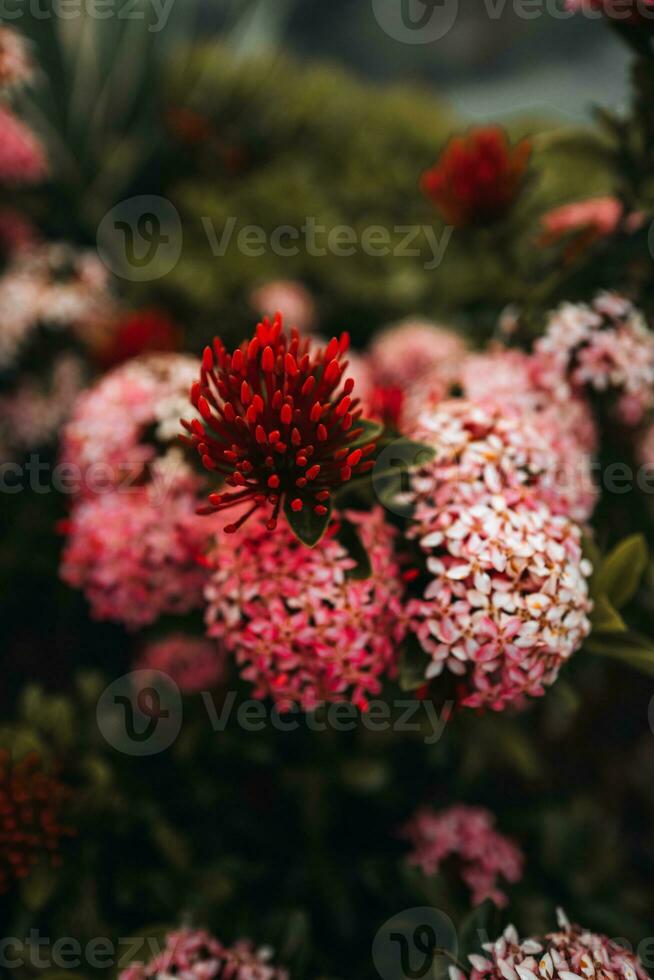 esotico fresco tropicale rosso rosa fiori in crescita nel animali selvatici. estate bellissimo pianta foto