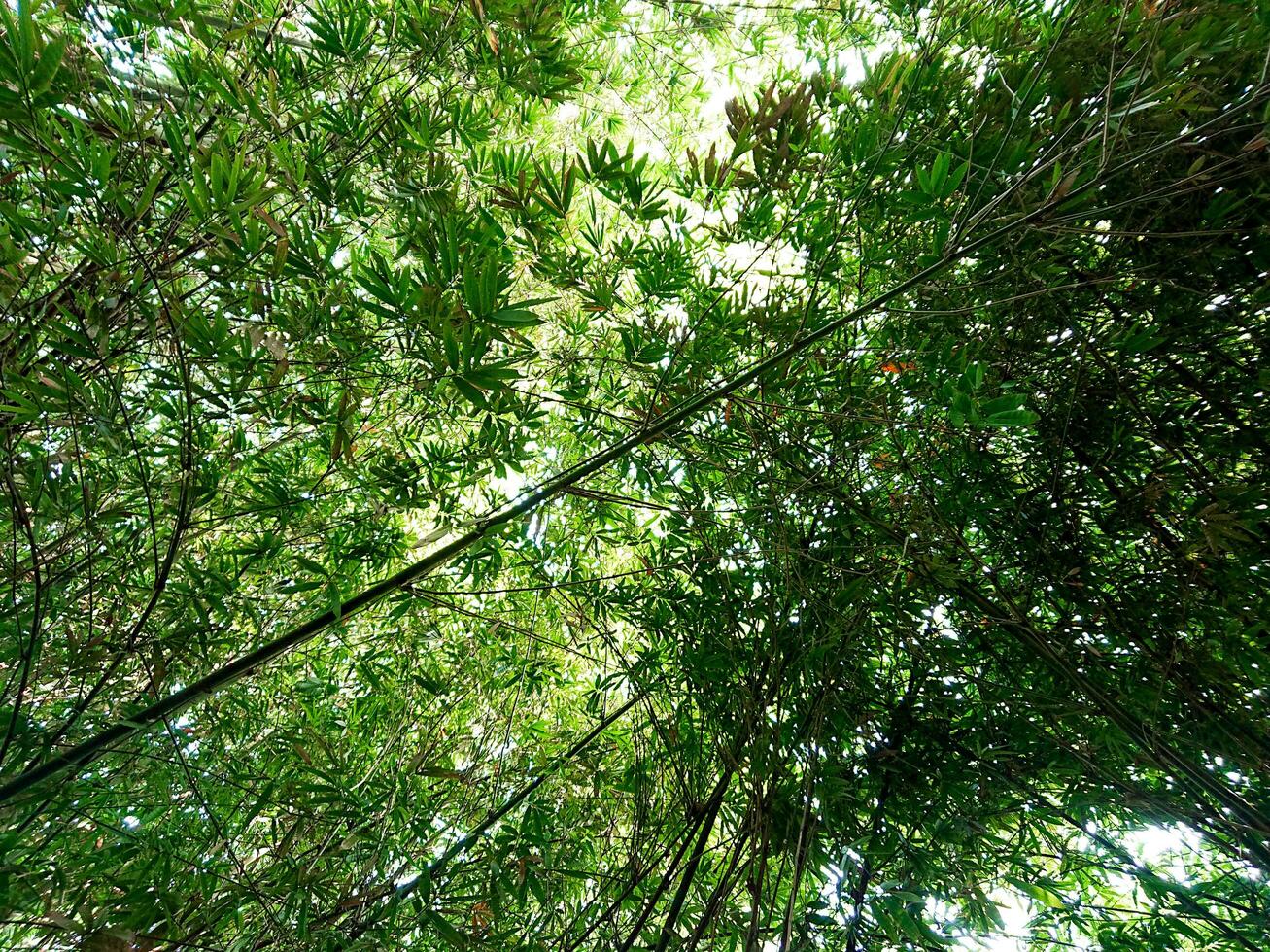 un' bambù albero giardino con un' Visualizza a partire dal sotto foto