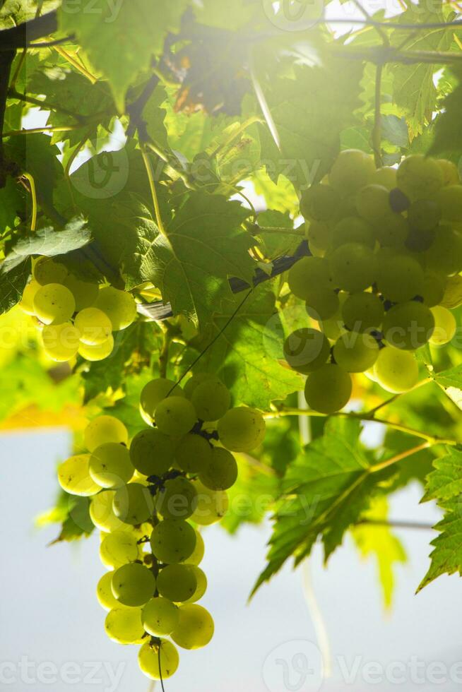 verde uva sospeso a partire dal fiammeggiante gambi accanto arancia verde vigneti foto