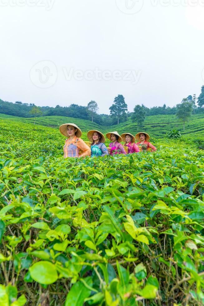 un' gruppo di tè giardino agricoltori siamo in marcia in mezzo il verde tè le foglie foto