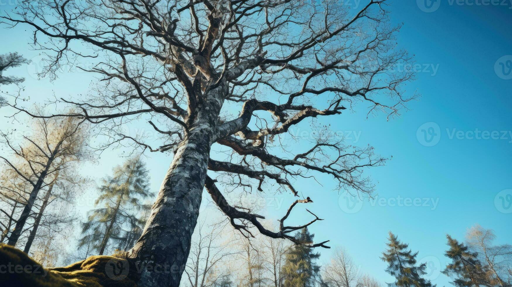 Basso angolo tiro di spoglio quercia albero contro blu cielo presto finlandese primavera natura conservazione. silhouette concetto foto