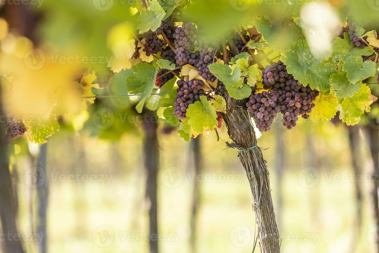 viola grappoli di uva di il rosso traminer varietà nel un' vigneto maturazione prima raccogliere foto